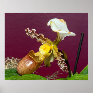 Venusskorpfrö (även känd som Paphiopedilum) är en  Poster