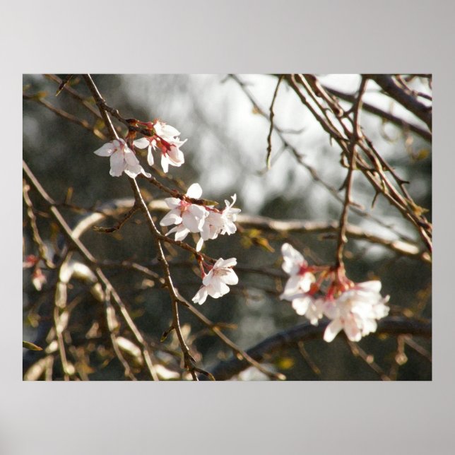 Vepande Cherry 2 Poster (Framsidan)