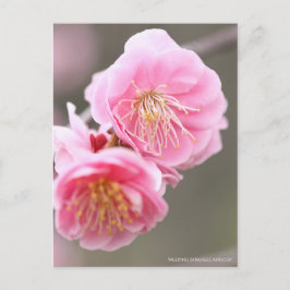 Vepande japansk aprikos [vykort] vykort