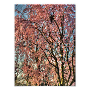 Vepande körsbär, träd-blomning, Ohio Fototryck