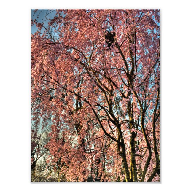Vepande körsbär, träd-blomning, Ohio Fototryck (Framsidan)