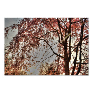 Vepande körsbär, träd-blomning, Ohio Fototryck