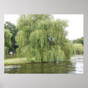 Vepande Willow Poster