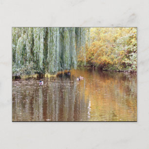 Vepande Willow Reflection Vykort