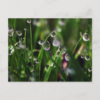 Veranda ris plantskola vykort