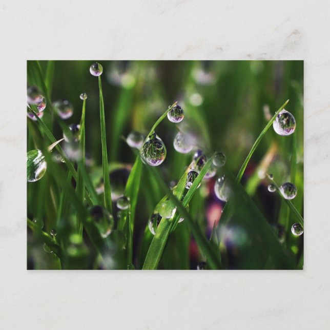 Veranda ris plantskola vykort (Framsida)