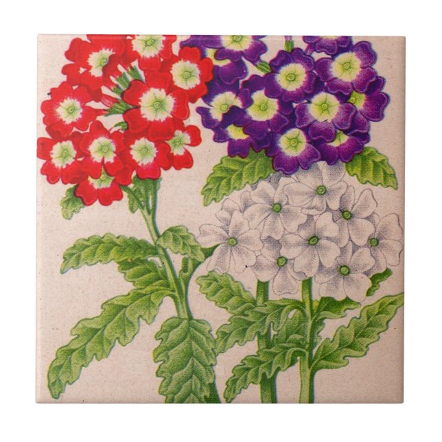 verbena-blommor i rött och lila kakelplatta (Framsidan)
