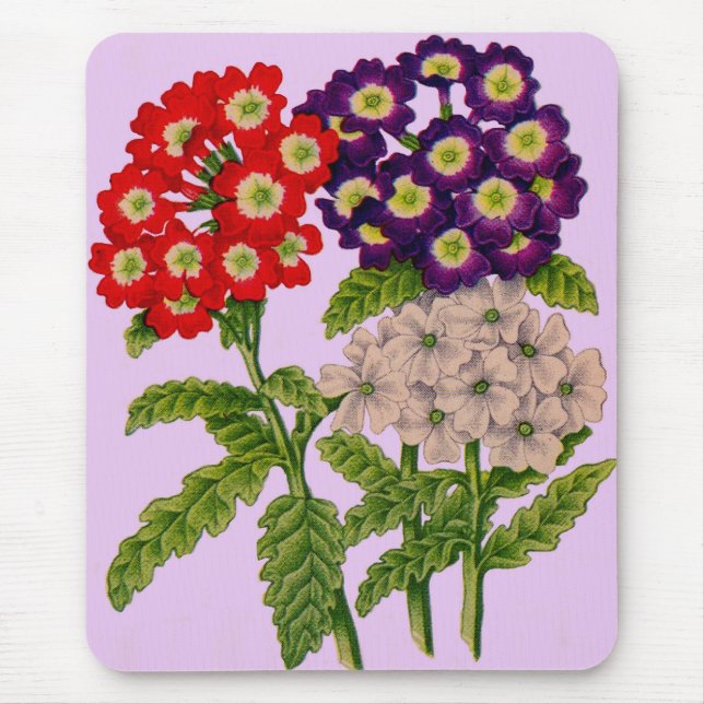verbena-blommor i rött och lila musmatta (Framsidan)