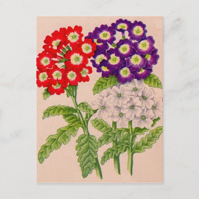verbena-blommor i rött och lila vykort (Framsida)