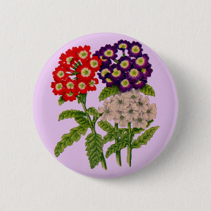 verbena blommor knapp