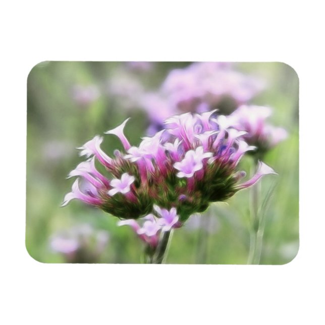 Verbena Bonariensis Magnet (Horisontell)