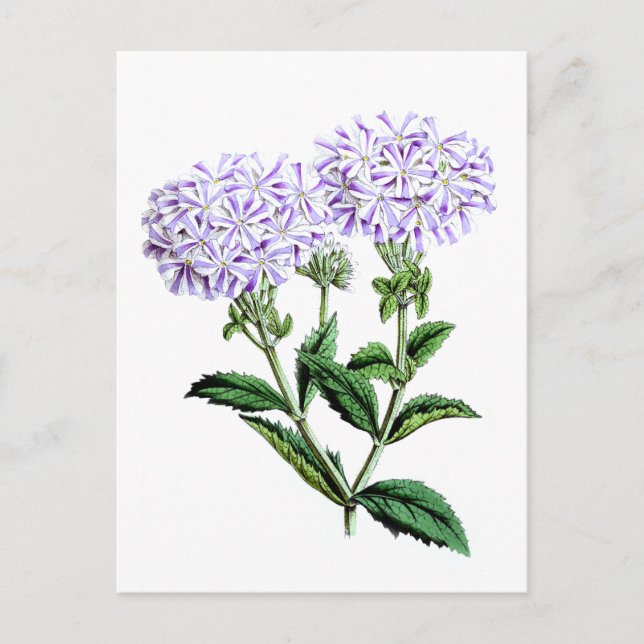 Verbena, Dam i Langlebury Vykort (Framsida)