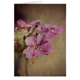 Verbena Delikat Rosa Blommigt. Hälsningskort