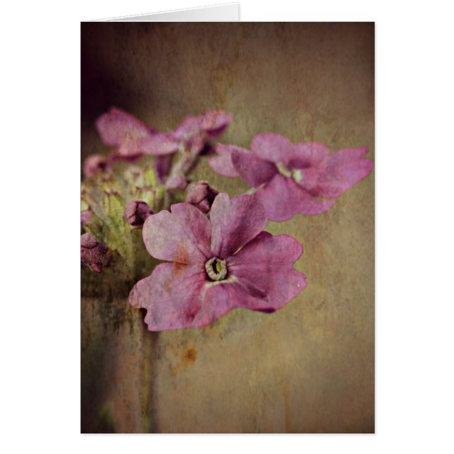 Verbena Delikat Rosa Blommigt. Hälsningskort (Framsidan)