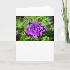 Verbena, kort