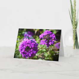 Verbena, kort