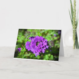 Verbena, kort