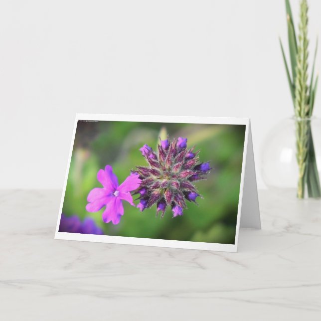 Verbena, kort (Framsida)
