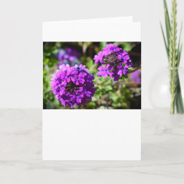Verbena, kort