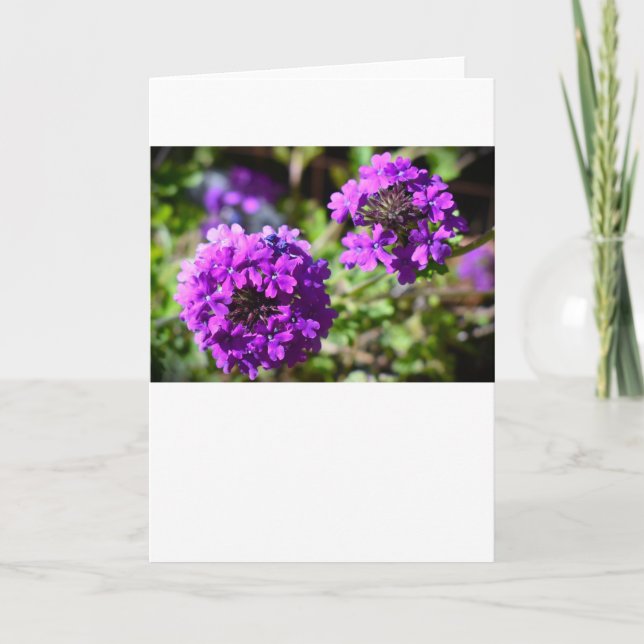 Verbena, kort (Framsida)
