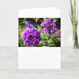 Verbena, kort