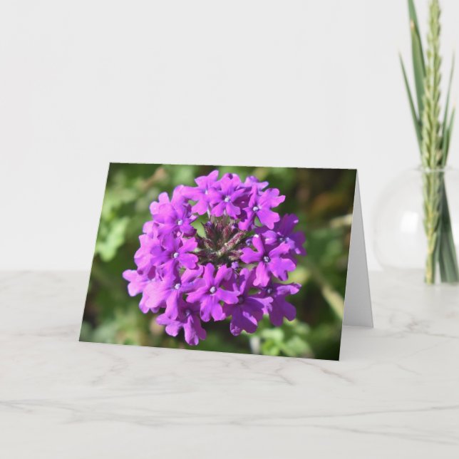 Verbena-kort Kort (Framsida)