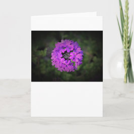Verbena-kort Kort