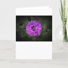 Verbena-kort Kort