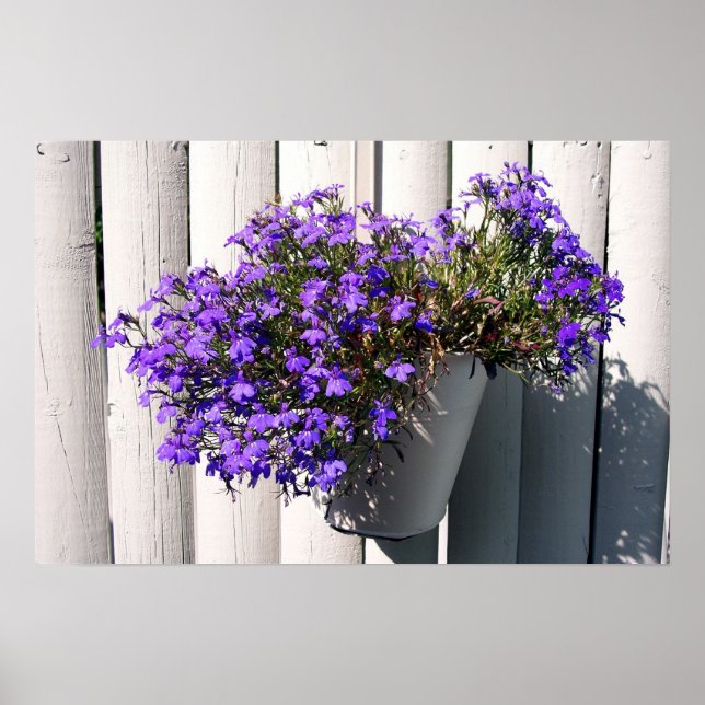 Verbena Plant Poster (Framsidan)