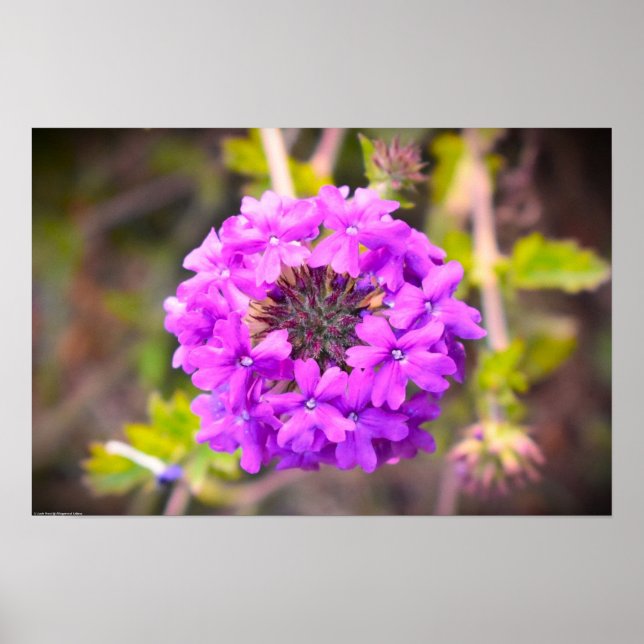 Verbena Poster (Framsidan)