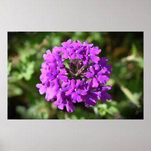 Verbena Poster