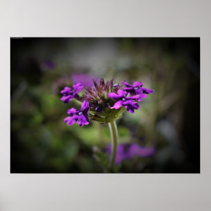 Verbena Poster