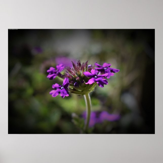 Verbena Poster (Framsidan)