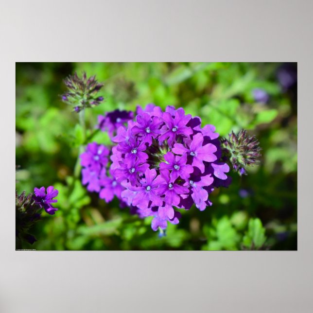 Verbena Poster (Framsidan)