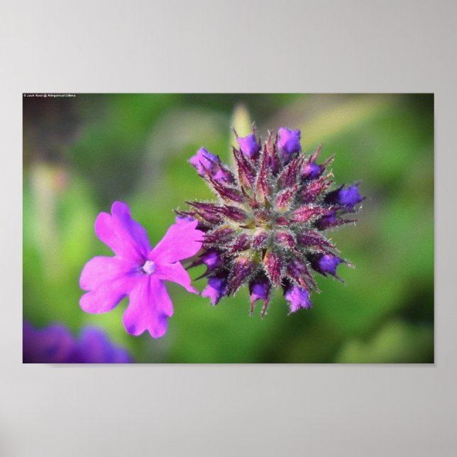Verbena Poster (Framsidan)