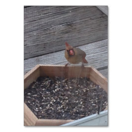 Verbs Eating Sitta Robin Bird Reading Flashcard Bordsnummer