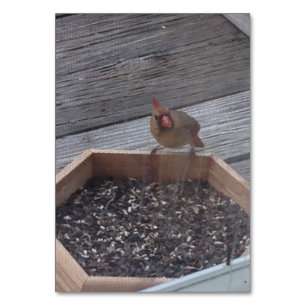 Verbs Eating Sitta Robin Bird Reading Flashcard Bordsnummer