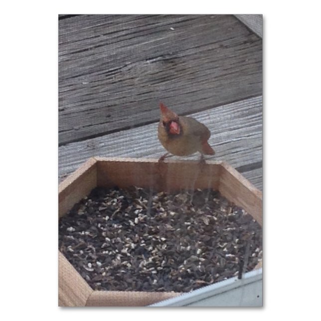 Verbs Eating Sitta Robin Bird Reading Flashcard Bordsnummer (Framsidan)