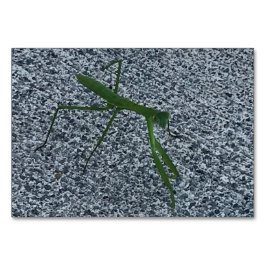 Verbs, Praying Mantis Walking, Läsblad Bordsnummer