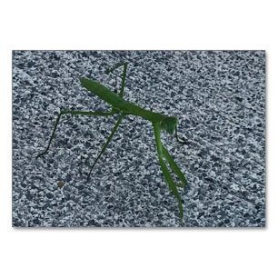 Verbs, Praying Mantis Walking, Läsblad Bordsnummer