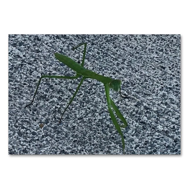 Verbs, Praying Mantis Walking, Läsblad Bordsnummer (Framsidan)