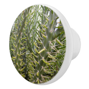 "Verdant Sentinels: The Prickly Majesty of Cactus Knopp