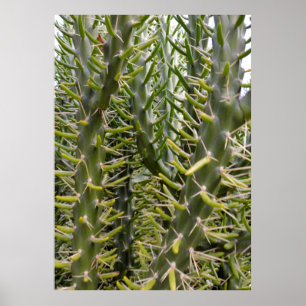 "Verdant Sentinels: The Prickly Majesty of Cactus Poster