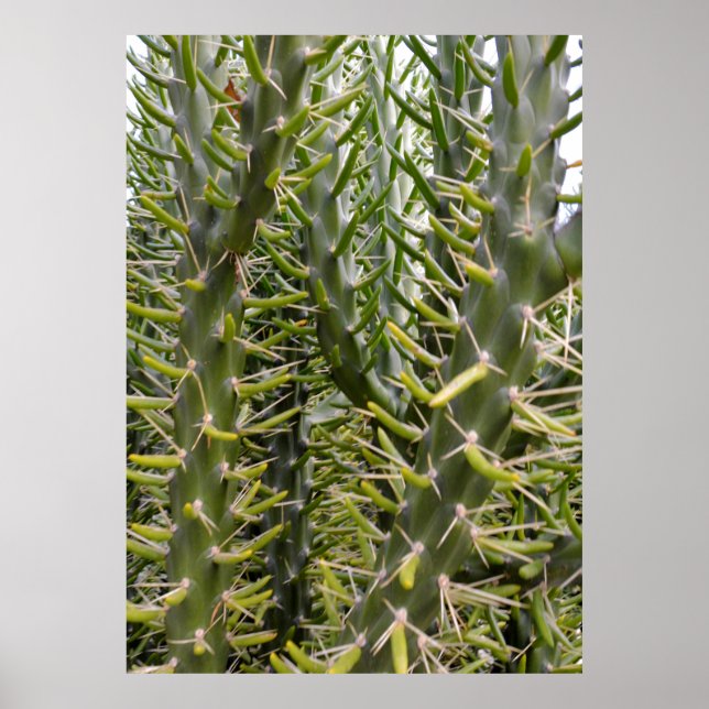 "Verdant Sentinels: The Prickly Majesty of Cactus Poster (Framsidan)