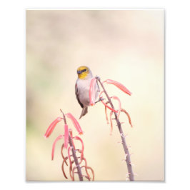 Verdin sitter på penstemon fototryck