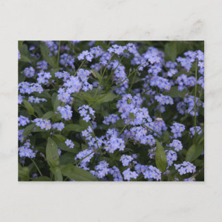 Vergissmeinnicht Vykort