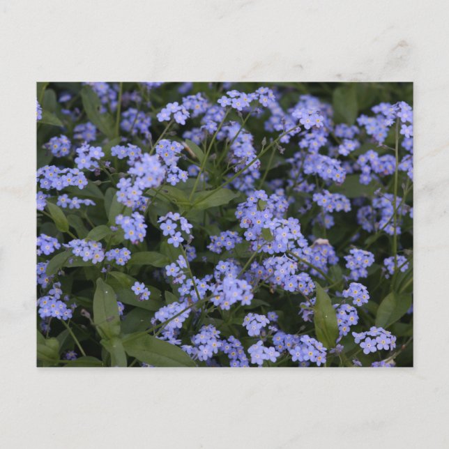 Vergissmeinnicht Vykort (Framsida)