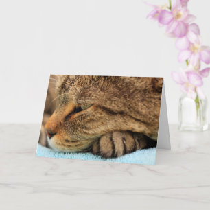 Verkligen som du inte har katt kort
