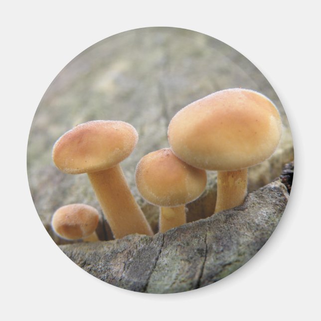 Verktyg i ett Träd-trunk-magnet Magnet (Framsidan)