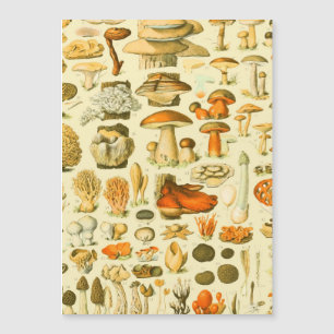 Verktyget Vintage Toadstool Antique Illustration